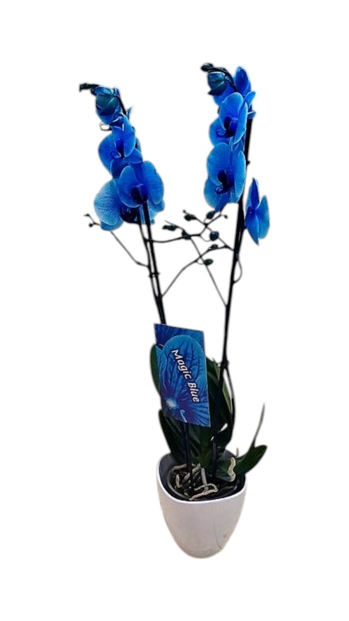 Blue Orchid with pot - Image 2