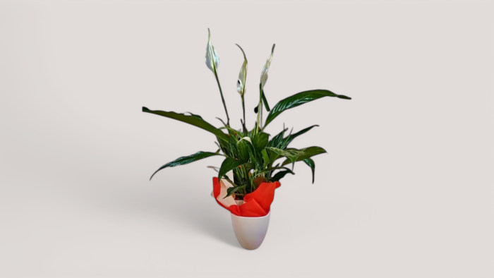 Spathiphyllum with pot