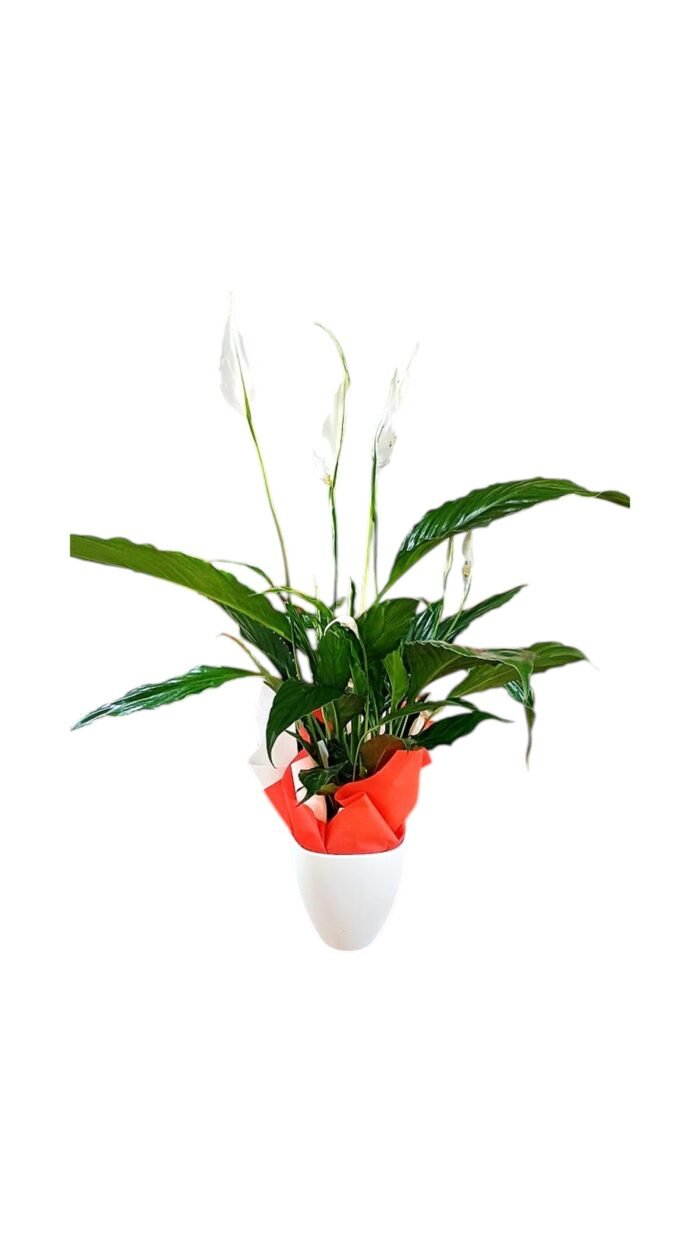 Spathiphyllum with pot - Image 2