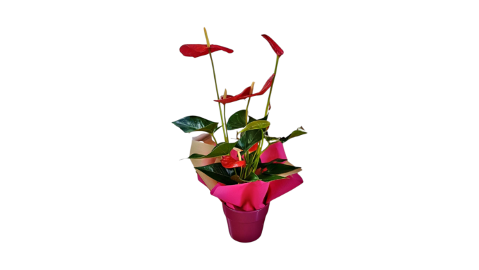 Anthurium Plant with Pot - Image 2