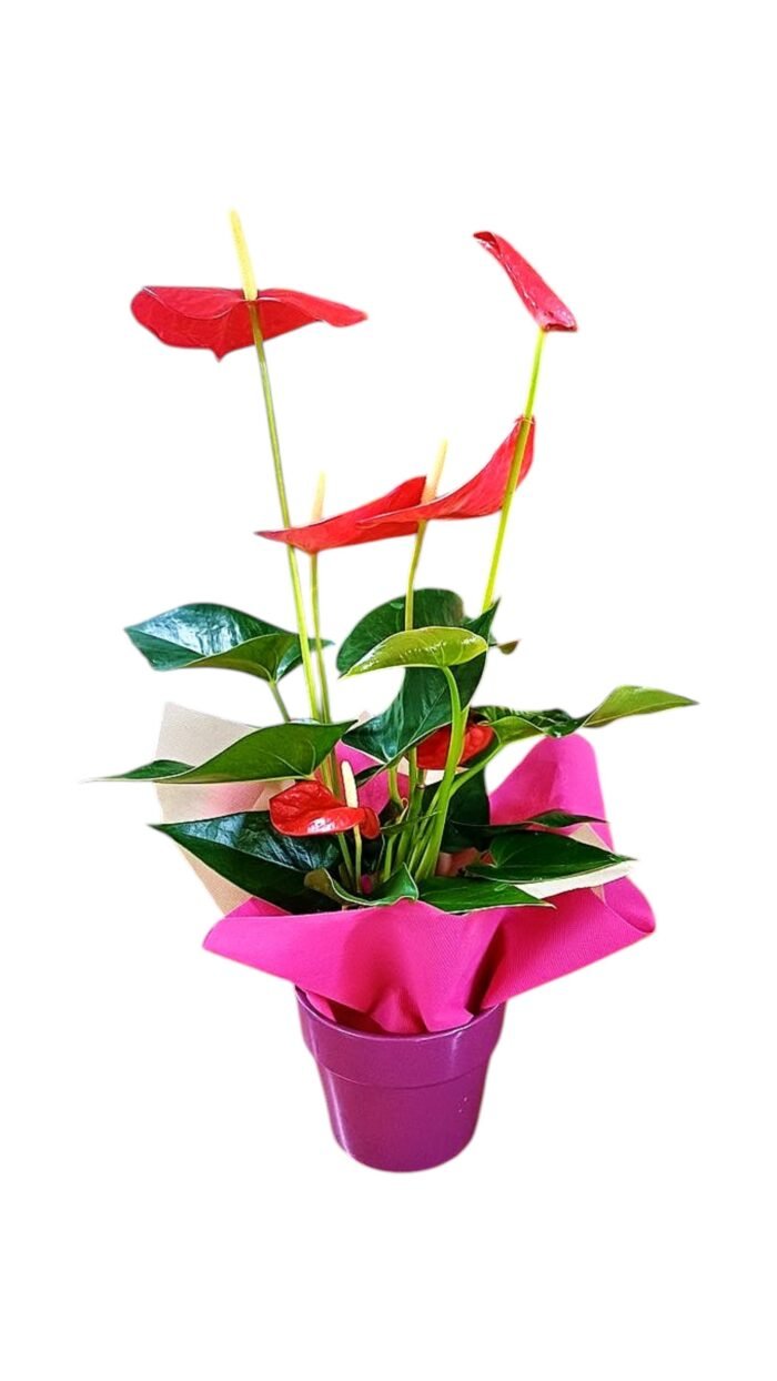 Anthurium Plant with Pot