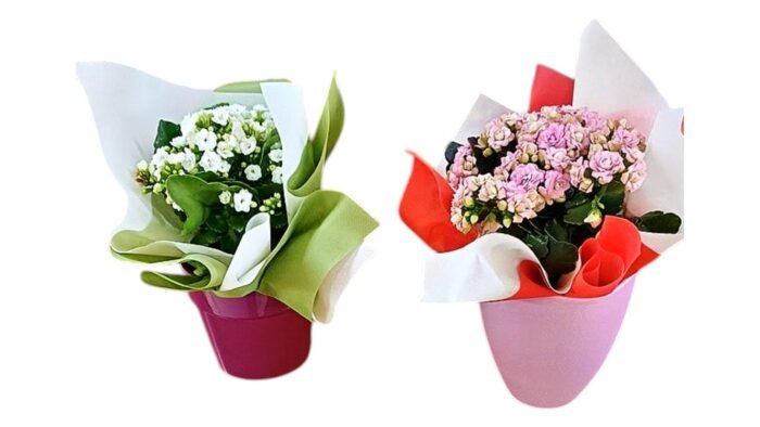 Kalanchoe Plant with Pot
