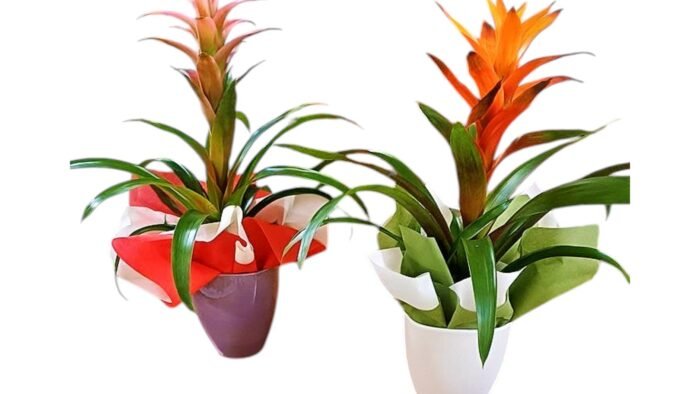 Gusmania plant with pot
